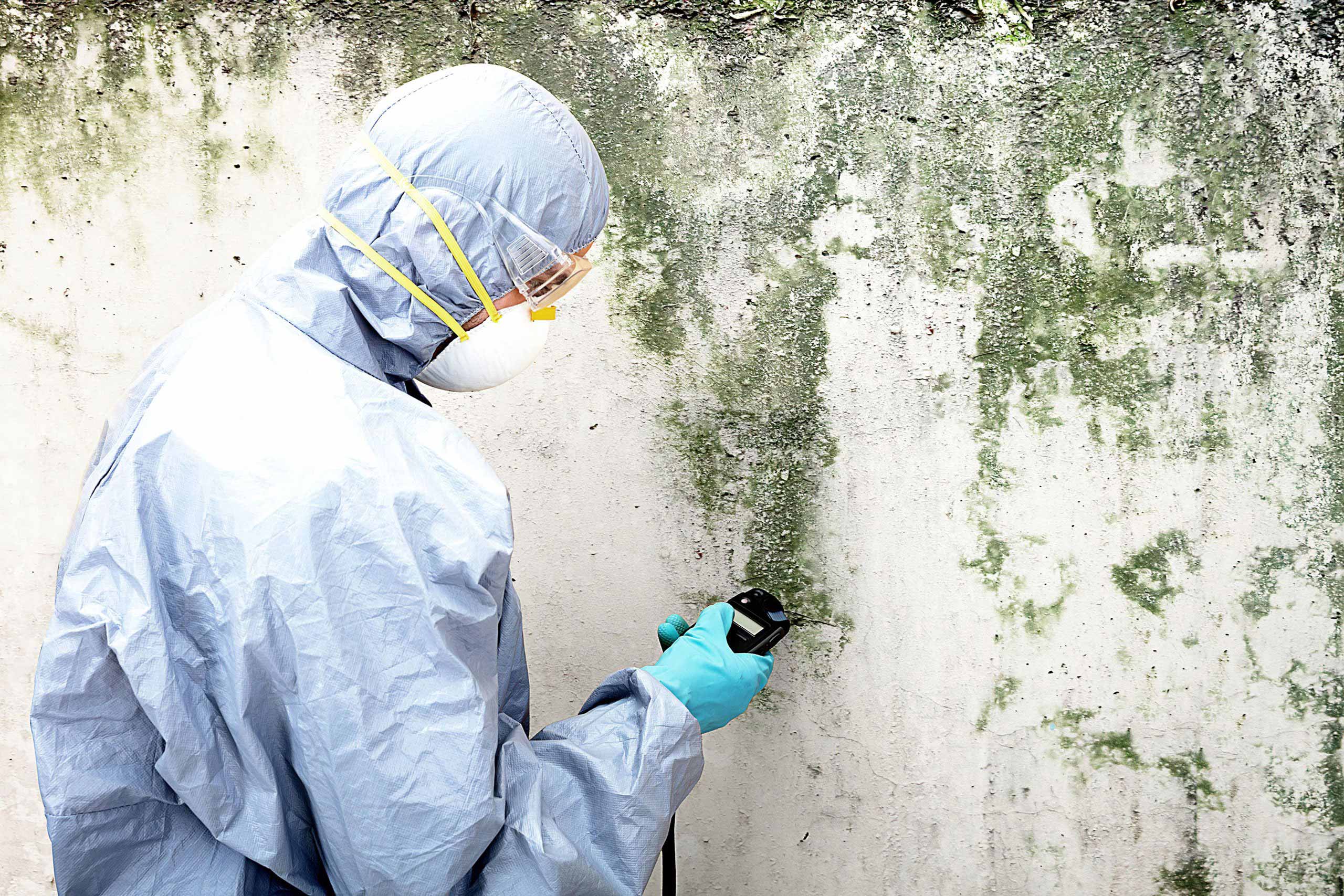 mould removal company Sydney