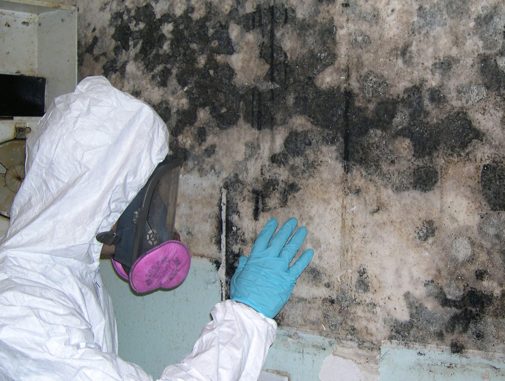 free mould inspection Sydney